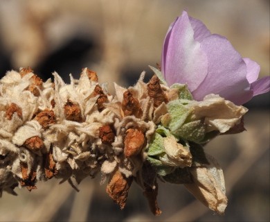 Malacothamnus enigmaticus