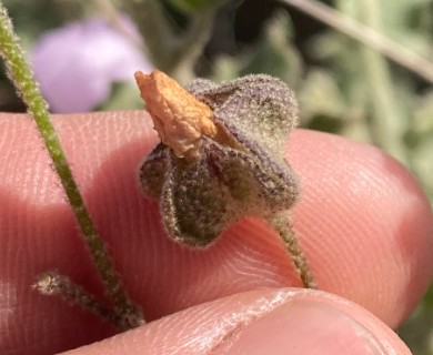 Malacothamnus foliosus