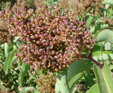 Malosma laurina