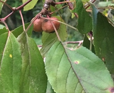 Malus angustifolia