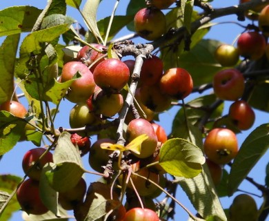 Malus ioensis