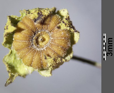 Malva neglecta