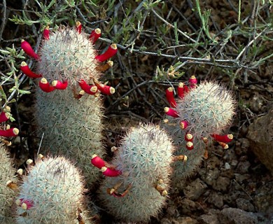 Mammillaria pottsii