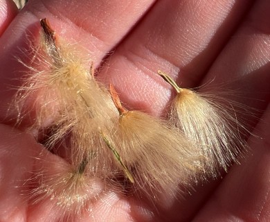 Mandevilla macrosiphon