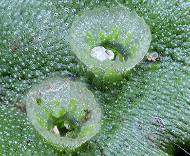 Marchantia polymorpha