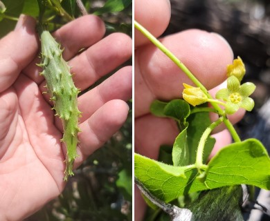 Matelea edwardsensis