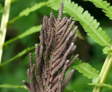 Matteuccia struthiopteris