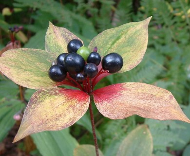 Medeola virginiana