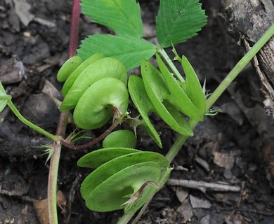 Medicago orbicularis