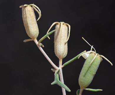 Mentzelia longiloba