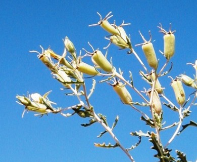 Mentzelia multiflora