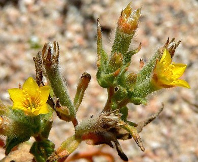 Mentzelia veatchiana