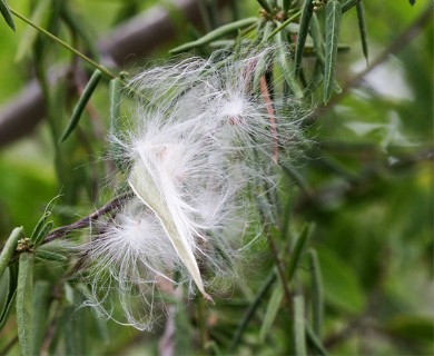 Metastelma barbigerum