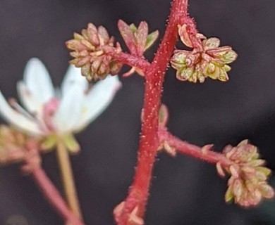 Micranthes foliolosa