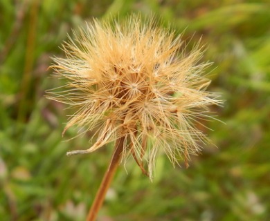 Microseris borealis