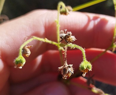 Milleria quinqueflora