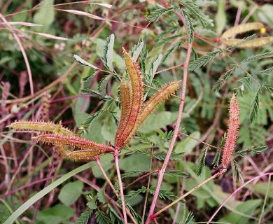 Mimosa roemeriana