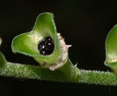 Mitella diphylla