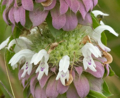 Monarda citriodora