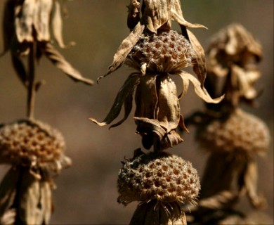 Monarda punctata