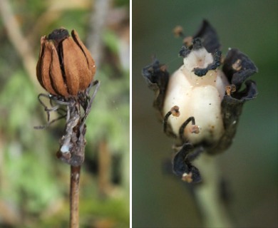 Monotropa uniflora