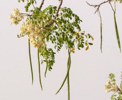 Moringa oleifera