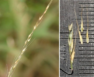 Muhlenbergia tenuiflora