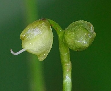 Murdannia spirata