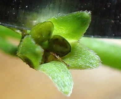 Myosotis scorpioides