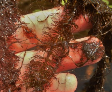 Myriophyllum heterophyllum