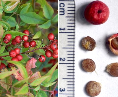 Nandina domestica