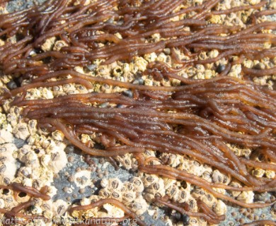 Nemalion elminthoides