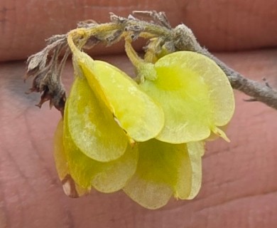 Neopringlea integrifolia