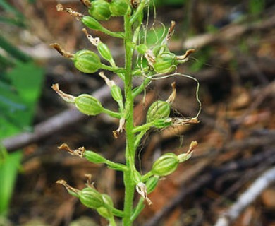 Neottia banksiana