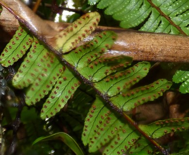 Nephrolepis cordifolia