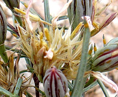 Nicolletia edwardsii