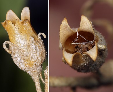 Nicotiana obtusifolia