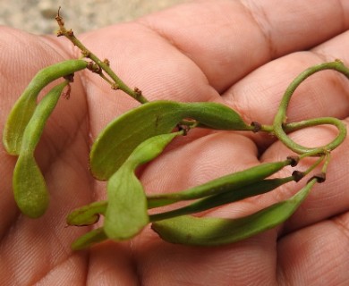 Nissolia fruticosa