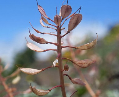 Noccaea fendleri