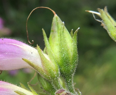 Nothochelone nemorosa