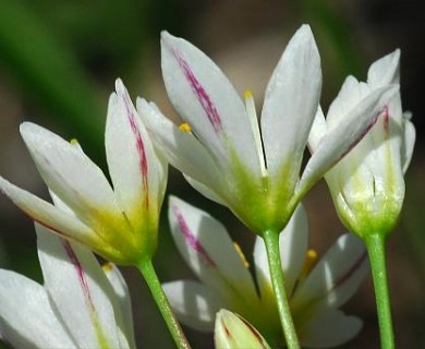 Nothoscordum bivalve