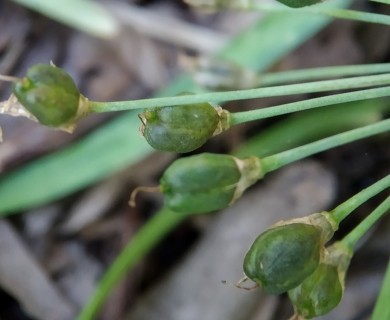 Nothoscordum gracile