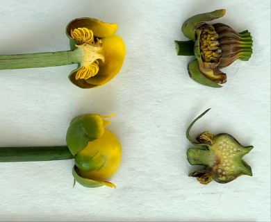 Nuphar variegata