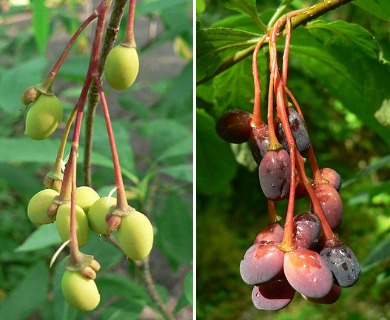 Oemleria cerasiformis