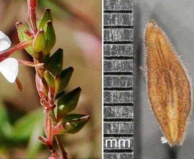 Oenothera filiformis