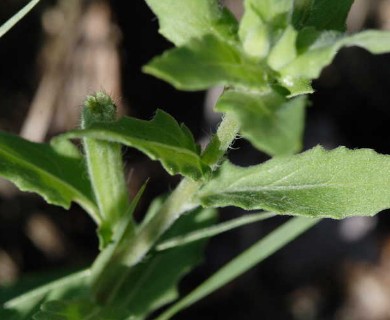 Oenothera laciniata