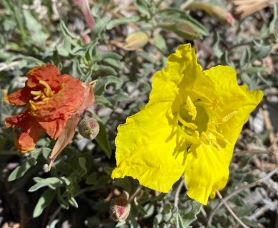 Oenothera lavandulifolia