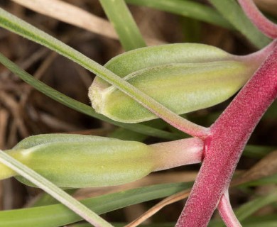 Oenothera macrocarpa