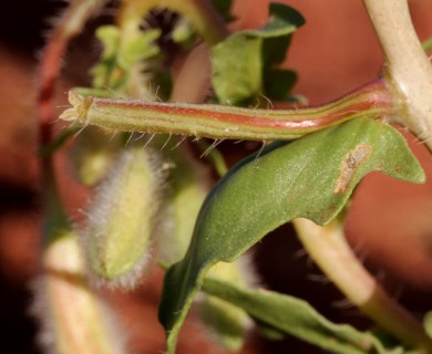 Oenothera pallida