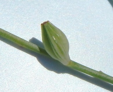 Oenothera suffrutescens